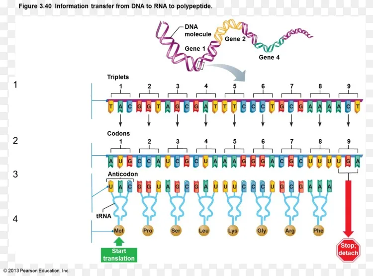 信使rna dna结合蛋白png图片素材免费下载 图片编号2374420 png素材网