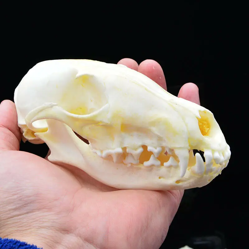 1pcs Real skull Red Fox, Silver Fox, Cross Fox Skull taxidermy real bone skeleton Christmas decoration gift
1pcs Real skull Red Fox, Silver Fox, Cross Fox Skull taxidermy real bone skeleton Christmas decoration gift