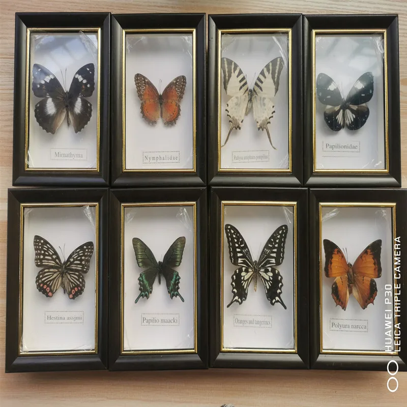 

Beautiful Butterfly Specimen Educational Material Collection/Butterfly Specimen Photo Frame Artwork Decoration Home Decoration