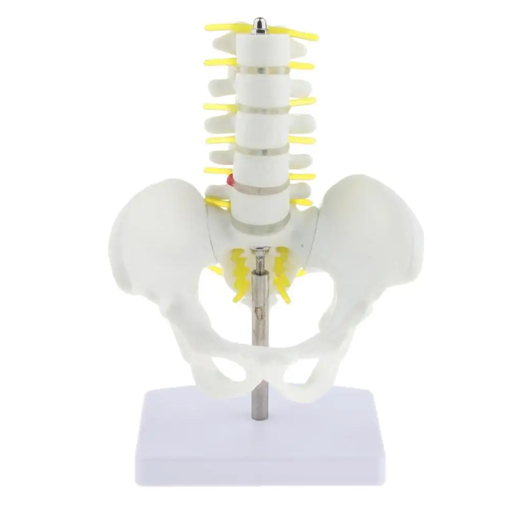 Mini Pelvis Human With 5 Lumbar Vertebrae Skeleton Anatomical Anatomy Model Medical Student Supplies
Mini Pelvis Human With 5 Lumbar Vertebrae Skeleton Anatomical Anatomy Model Medical Student Supplies