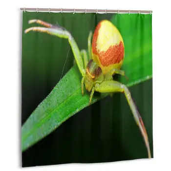 Crab Spiders Shower Curtain with Hooks bathroom Waterproof Polyester Fabric 
Crab Spiders Shower Curtain with Hooks bathroom Waterproof Polyester Fabric