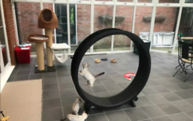 Cat Climbing Wheel Treadmill Cat Climbing Wheel Treadmill