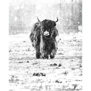 Cow DIY Oil Painting Paint By Numbers Kits with Brushes Acrylics Painting Kits
Cow DIY Oil Painting Paint By Numbers Kits with Brushes Acrylics Painting Kits