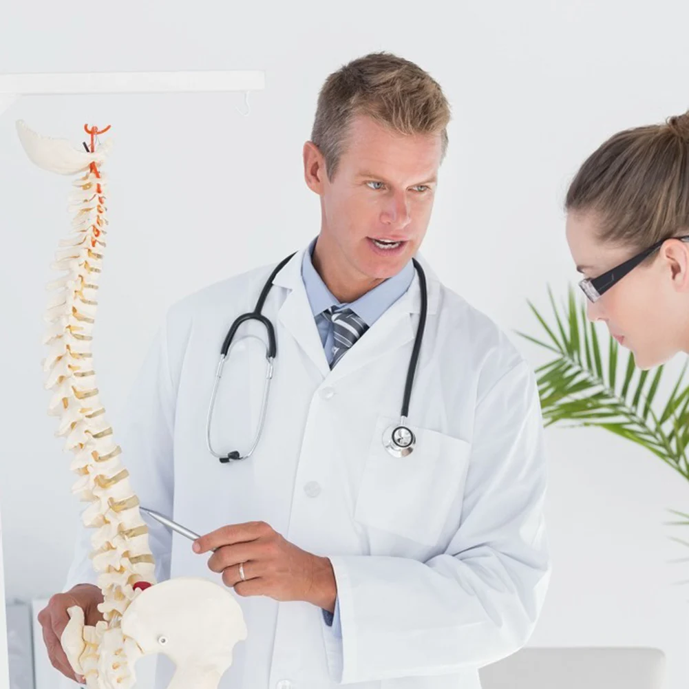 45cm Anatomical Spine Model Pelvic Flexible Model Anatomy Learning Teaching Tool Aids TU-shop
45cm Anatomical Spine Model Pelvic Flexible Model Anatomy Learning Teaching Tool Aids TU-shop