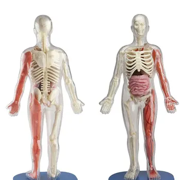 Explore the human organ model viscera toy children assemble scientific experiment jigsaw puzzle 3d to solve human cognition
Explore the human organ model viscera toy children assemble scientific experiment jigsaw puzzle 3d to solve human cognition