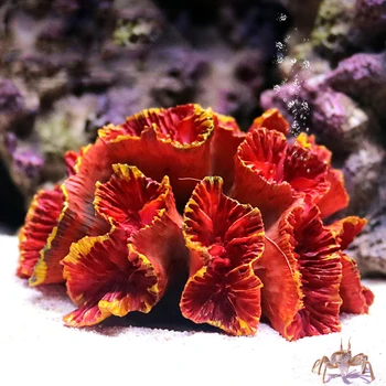 Colorful Resin Artificial Coral Reef Decoration Fish Tank Coral Stone Landscape Ornament Tool Ornament
Colorful Resin Artificial Coral Reef Decoration Fish Tank Coral Stone Landscape Ornament Tool Ornament