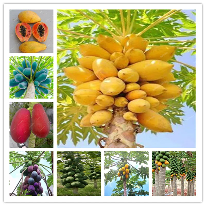 100% True Japanese Papaya Tree Organic Carica Papaya Bonsai For Garden Vegetable Fruit Plants 20 pcs / bag Outdoor Tropic Fruit
100% True Japanese Papaya Tree Organic Carica Papaya Bonsai For Garden Vegetable Fruit Plants 20 pcs / bag Outdoor Tropic Fruit
