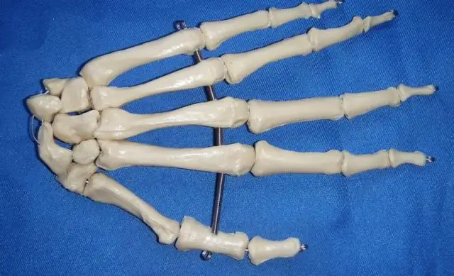 1:1 Размер жизни человека рука совместное модель человеческих костей медицинская