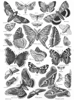 SCIENTIFIC ILLUSTRATION BUTTERFLY MOTH BLACK WHITE DRAWING Art print Silk poster Home Wall Decor
SCIENTIFIC ILLUSTRATION BUTTERFLY MOTH BLACK WHITE DRAWING Art print Silk poster Home Wall Decor