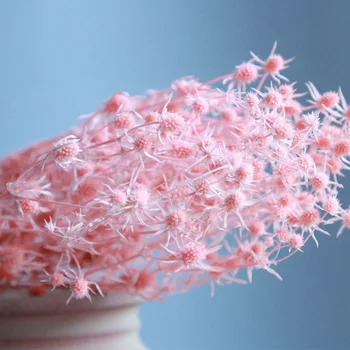 Beautiful Temperament Eryngium Maritimum Natural Dried Flowers Bouquet Wedding Home Decorative Photo Backdrop Decor
Beautiful Temperament Eryngium Maritimum Natural Dried Flowers Bouquet Wedding Home Decorative Photo Backdrop Decor