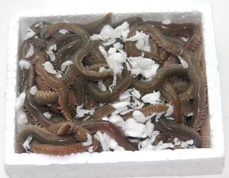 Live Bait Nereis hai wu gong Sea Anchovy Sea Leech Red Budworm Sea Fishing Bait Earthworm
Live Bait Nereis hai wu gong Sea Anchovy Sea Leech Red Budworm Sea Fishing Bait Earthworm