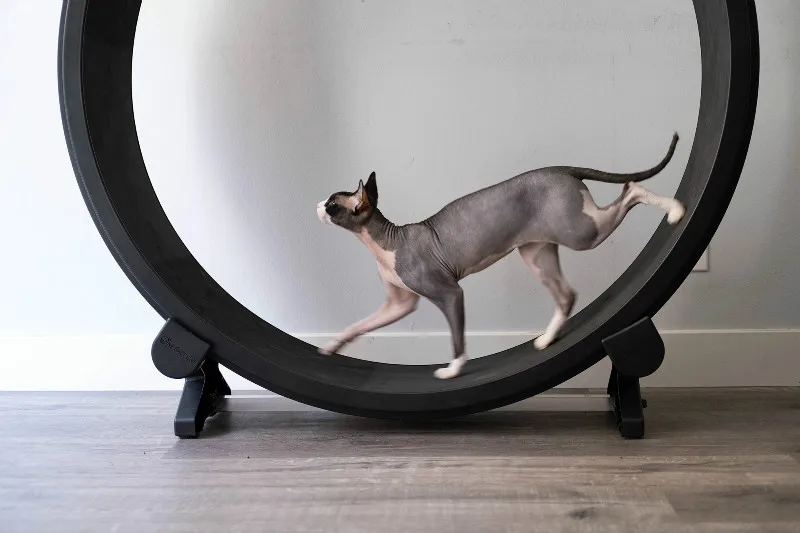 Cat Climbing Wheel Treadmill Cat Climbing Wheel Treadmill