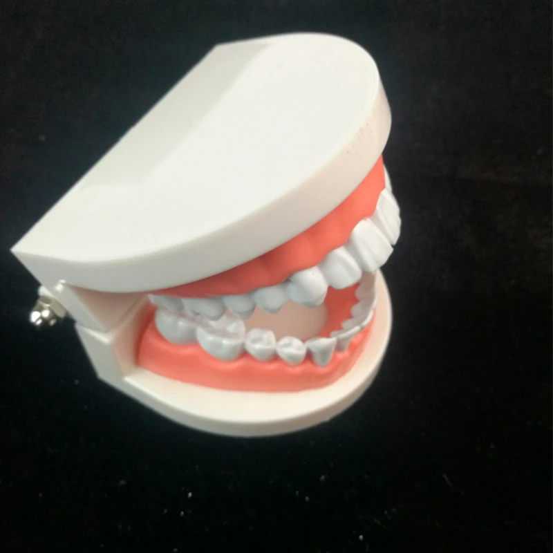 Белая форма для ухода за зубами модель зубов взрослых стандартное обучение зубам