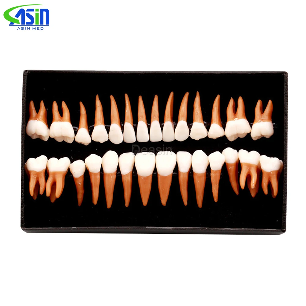 High Quality Dental Oral 28 PCS Adult Permanent Teeth Models Full month Dental gift Communication Tooth Models Odontologia
High Quality Dental Oral 28 PCS Adult Permanent Teeth Models Full month Dental gift Communication Tooth Models Odontologia