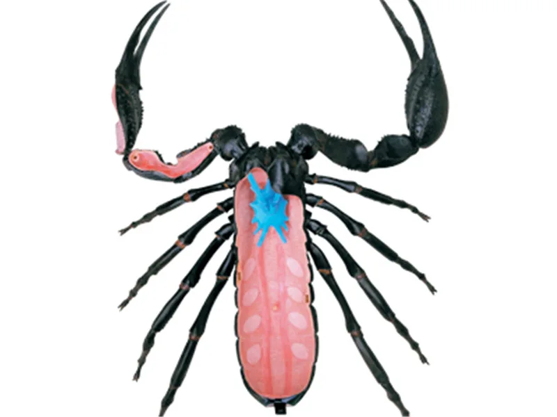 4D MASTER Educational Assembled Toys Animal Biological Scorpion Organ Anatomy Medicine for Teaching Model
4D MASTER Educational Assembled Toys Animal Biological Scorpion Organ Anatomy Medicine for Teaching Model