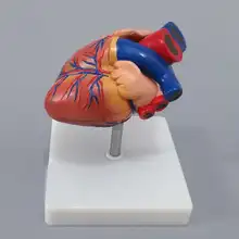 Large Heart Model Heart Anatomy Model Enlarged Cardiovascular Arteriovenous System Pulmonary Circulation Structure Teaching
Large Heart Model Heart Anatomy Model Enlarged Cardiovascular Arteriovenous System Pulmonary Circulation Structure Teaching
