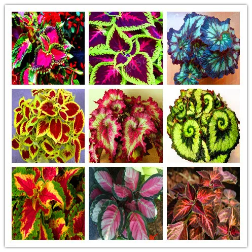 100 Pcs Rare Palm Turtle Leaves Monstera Bonsai ,Colorful Flower Potted Plants Tree Bonsai Mixed Home Perennial Foliage
100 Pcs Rare Palm Turtle Leaves Monstera Bonsai ,Colorful Flower Potted Plants Tree Bonsai Mixed Home Perennial Foliage