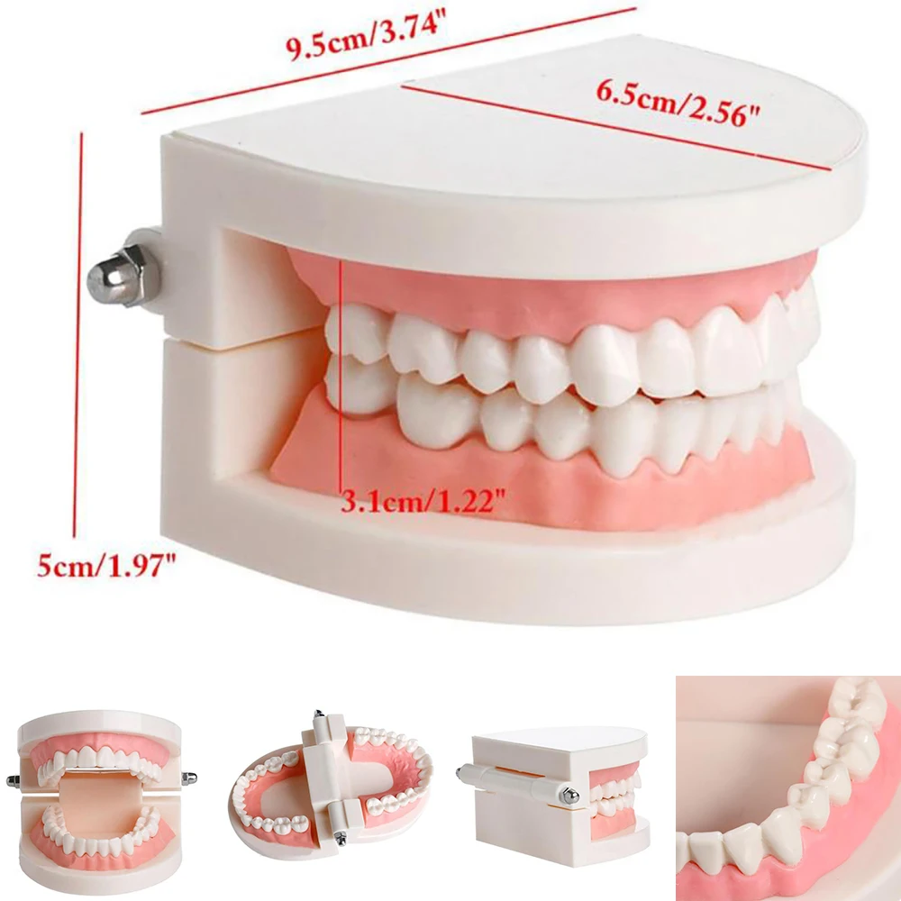 Dental Tooth Model Standard Teaching Dentist Model Teeth Model Dentistry Lab Material Dentist Instrument Dental Tools
Dental Tooth Model Standard Teaching Dentist Model Teeth Model Dentistry Lab Material Dentist Instrument Dental Tools