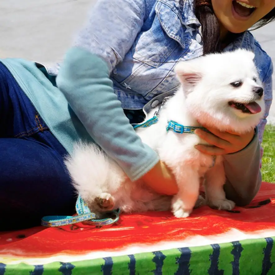 Pet Mat Cool Summer 3D Fruits Series Dog Cat Mat Dog Removable And Washable Small Dog Papillon Pomeranian Chihuahua Dachshund
Pet Mat Cool Summer 3D Fruits Series Dog Cat Mat Dog Removable And Washable Small Dog Papillon Pomeranian Chihuahua Dachshund
