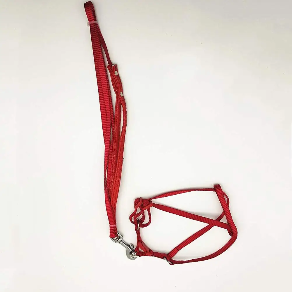 Bird Adjustable Harness and Leash Anti-bite Outdoor Fly Training Traction Strap for Large Bird Parrot Macaw Amazon Cockatoo
Bird Adjustable Harness and Leash Anti-bite Outdoor Fly Training Traction Strap for Large Bird Parrot Macaw Amazon Cockatoo