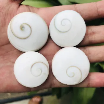 4pcs Natural Sun shell fossil Fossil Specimen Crystal Love Heart Reiki Shiva Eye
4pcs Natural Sun shell fossil Fossil Specimen Crystal Love Heart Reiki Shiva Eye
