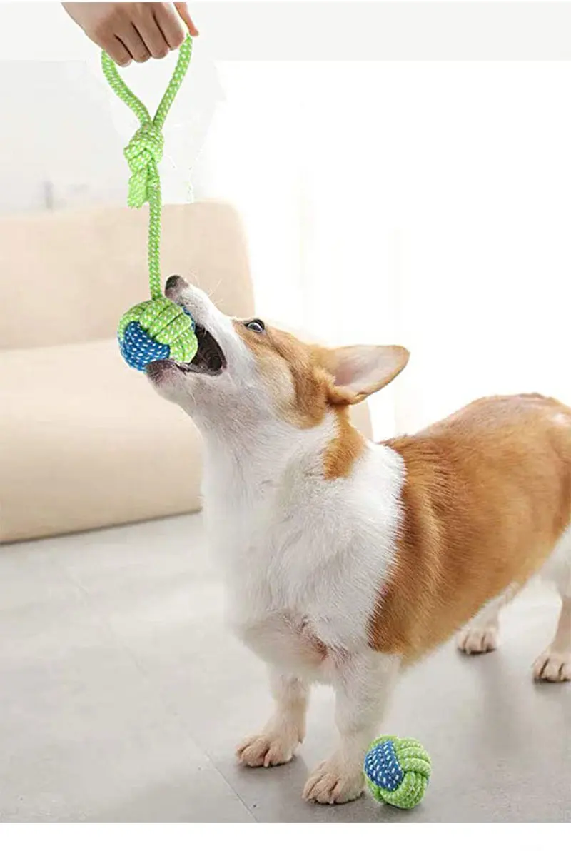 dog rope