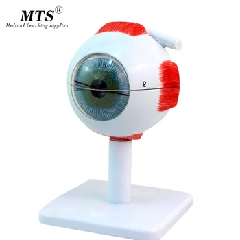 Medical 4D Eye Anatomy Model Assembled Human Model Eye Anatomia new 4D structure of the eye puzzle
Medical 4D Eye Anatomy Model Assembled Human Model Eye Anatomia new 4D structure of the eye puzzle