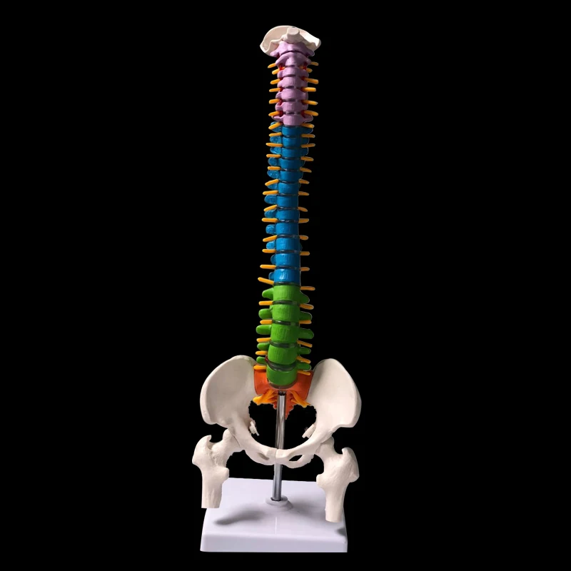 45CM Color Human Spine with Pelvic Model Human Anatomical Anatomy Spine Medical Model School Medical teaching supplies
45CM Color Human Spine with Pelvic Model Human Anatomical Anatomy Spine Medical Model School Medical teaching supplies