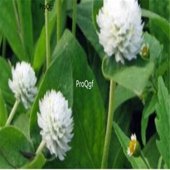 Ngryise 6000Pcs Gomphrena globosa 
Ngryise 6000Pcs Gomphrena globosa