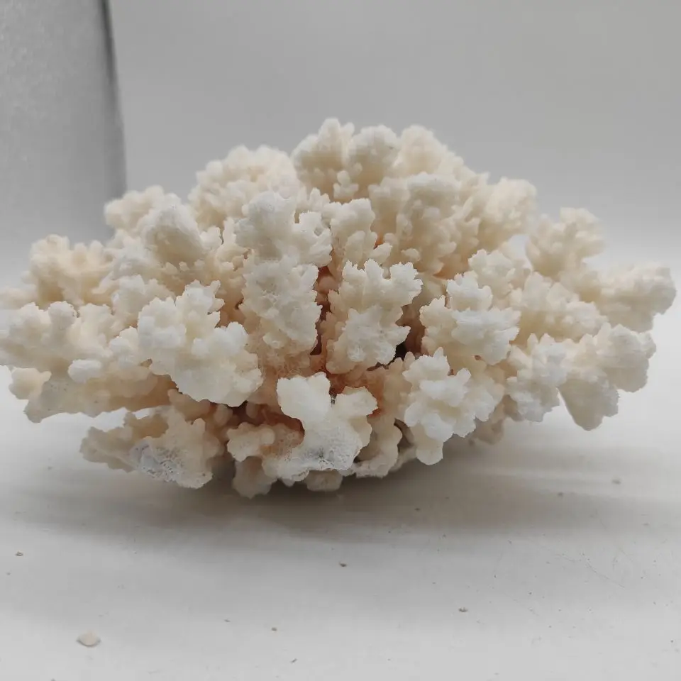 

1pcs Natural White Coral Cluster Crystal Aquarium Landscaping Ornaments Decorationum Reef Specimen Home Decor Gift