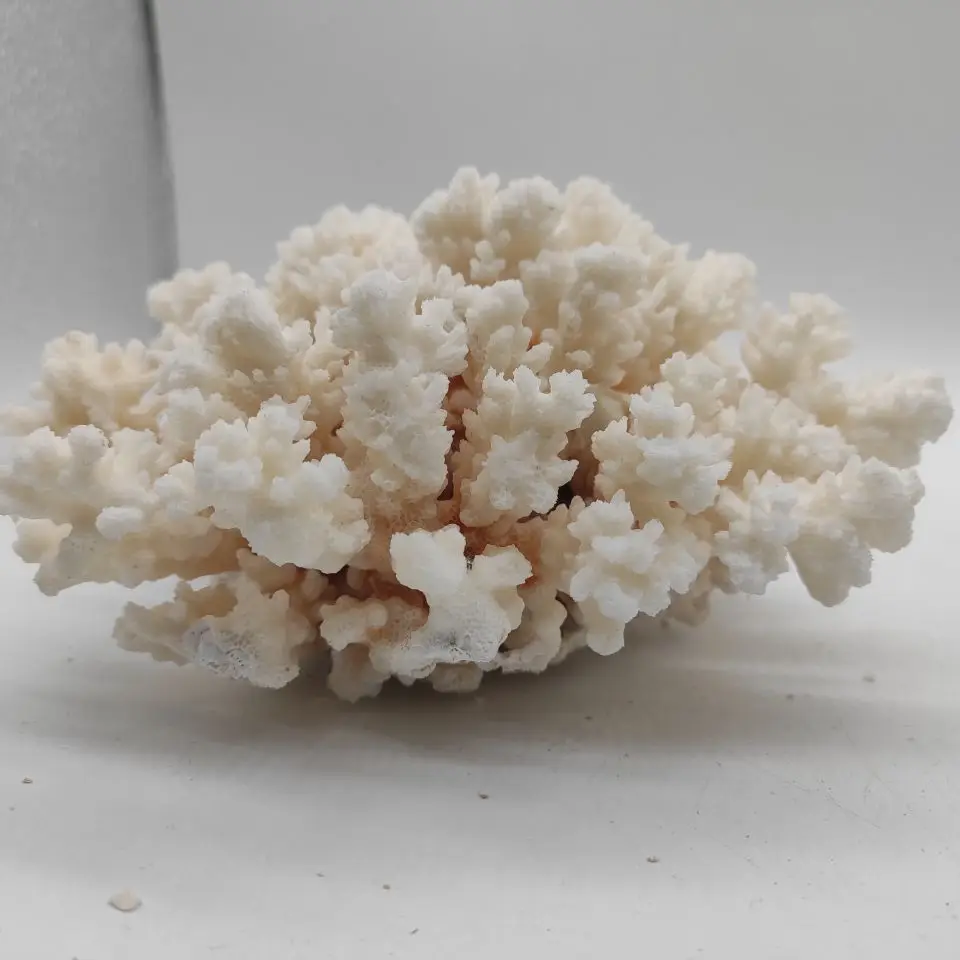 1pcs Natural White Coral Cluster Crystal Aquarium Landscaping Ornaments Decorationum Reef Specimen Home Decor Gift
1pcs Natural White Coral Cluster Crystal Aquarium Landscaping Ornaments Decorationum Reef Specimen Home Decor Gift