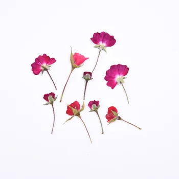 Rose flower with branch pressed flower dried flower mobile phone case decal painting bookmark handbook making material 8pcs/bag
Rose flower with branch pressed flower dried flower mobile phone case decal painting bookmark handbook making material 8pcs/bag