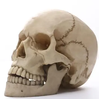 Artificial Skull Model Resin Human Skeleton Collectable Figurine for Medical Drawing School Teaching Halloween Party Decoration
Artificial Skull Model Resin Human Skeleton Collectable Figurine for Medical Drawing School Teaching Halloween Party Decoration
