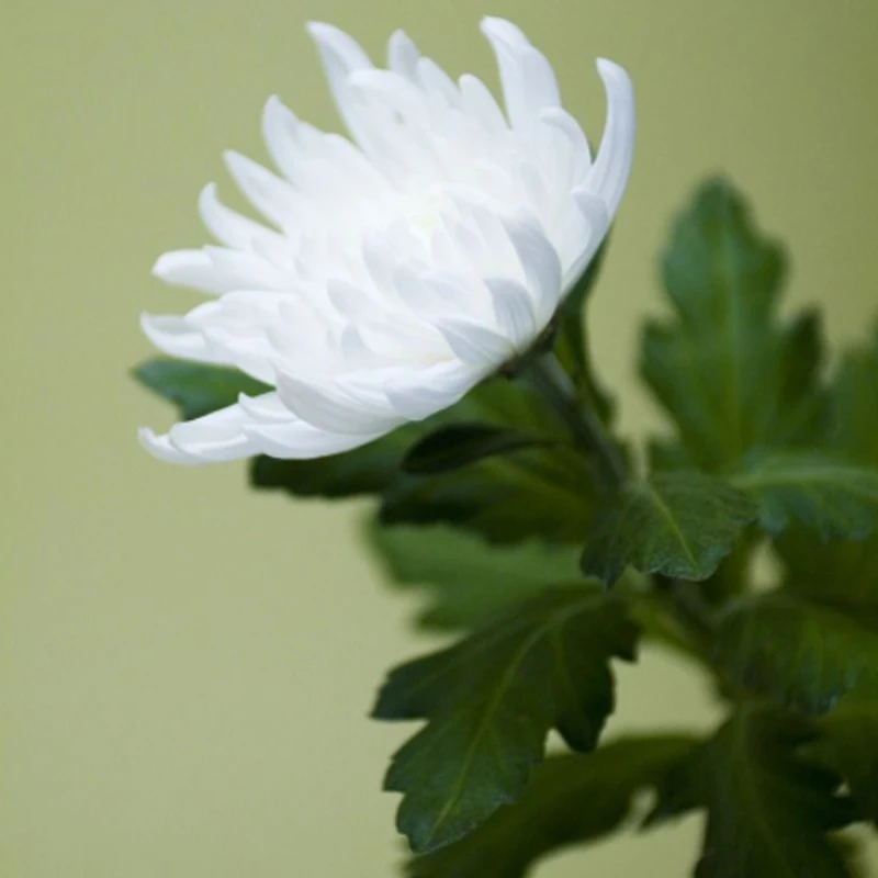 Chrysanthemum Leaf Silicone Mould chrysanthemum-leaf-silicone-mould