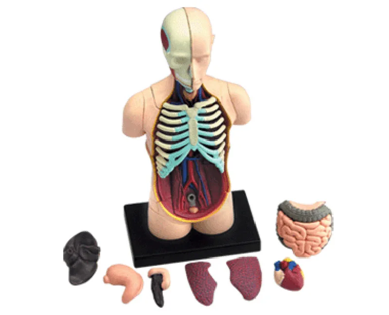 Genuine Product 4D MASTER Educational Assembled Toys Human Visceral Organs Anatomical Model Medicine Teaching for Model
Genuine Product 4D MASTER Educational Assembled Toys Human Visceral Organs Anatomical Model Medicine Teaching for Model