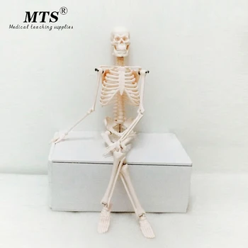 PVC 45cm Human Body Skeleton Model Mini Mannequin OTC Bone Model Medical Teaching
PVC 45cm Human Body Skeleton Model Mini Mannequin OTC Bone Model Medical Teaching