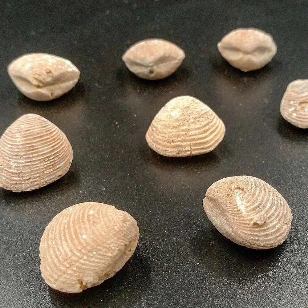 100% Natural Flower Clams Shell Fossil Marine Fossils Stone Specimen Devonian Period Science Specimen
100% Natural Flower Clams Shell Fossil Marine Fossils Stone Specimen Devonian Period Science Specimen