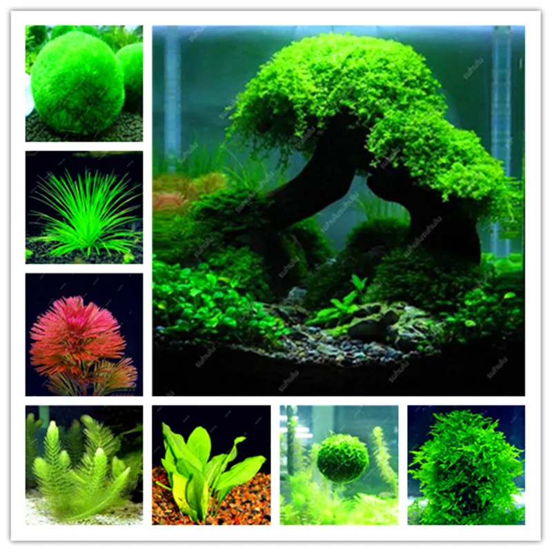 500 pcs Rare Aquarium Planter Java Moss Grass bonsai Raros Gifts Plants Aquario Fish Tank Aquatic for Home Garden decoration
500 pcs Rare Aquarium Planter Java Moss Grass bonsai Raros Gifts Plants Aquario Fish Tank Aquatic for Home Garden decoration
