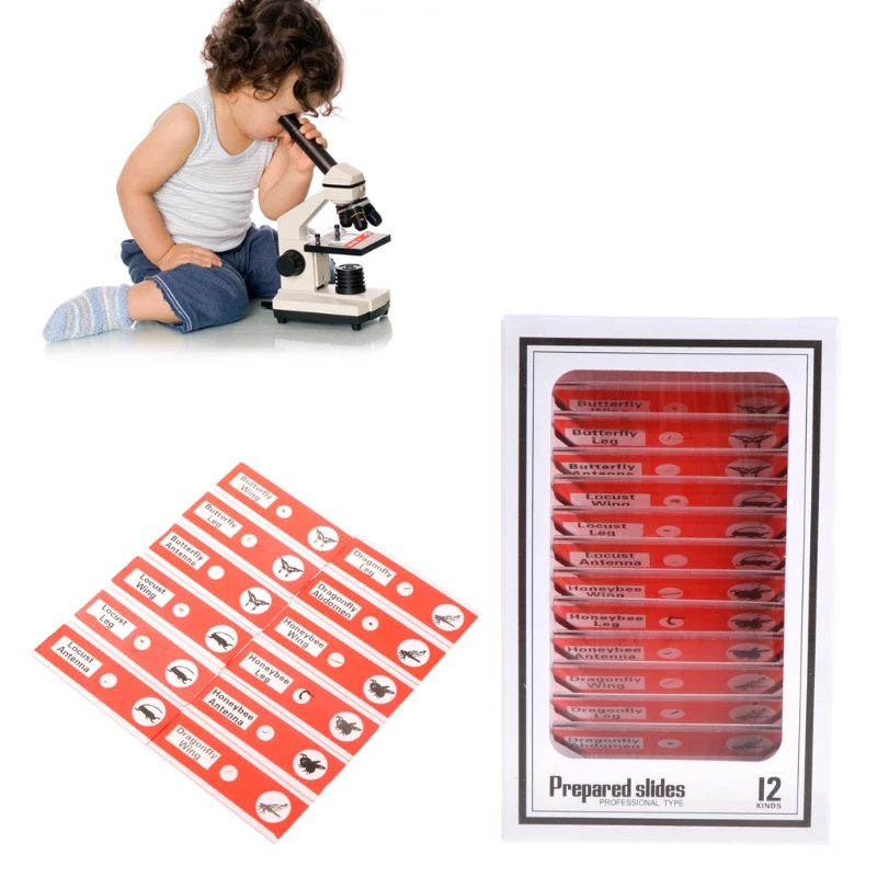 48 pcs prepared microscope slides specimen animals insects