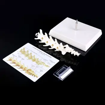 Dog Canine Lumbar Vertebrae with Coccyx Model Aid Teaching Anatomy Display Study Research X6HB
Dog Canine Lumbar Vertebrae with Coccyx Model Aid Teaching Anatomy Display Study Research X6HB