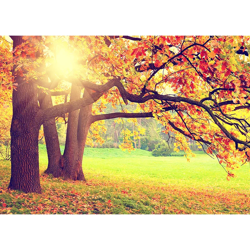 Vinyl Custom Photography Backdrops Prop Autumn Board Theme Photography Background 20522 (1)
Vinyl Custom Photography Backdrops Prop Autumn Board Theme Photography Background 20522 (1)