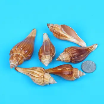 Feng Shui natural conch shells platform aquarium fish tank decorative landscaping
Feng Shui natural conch shells platform aquarium fish tank decorative landscaping