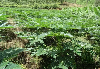 Chaenomeles Sinensis Papaw Papaya Carica Papaya Fan-Mu-Gua
Chaenomeles Sinensis Papaw Papaya Carica Papaya Fan-Mu-Gua