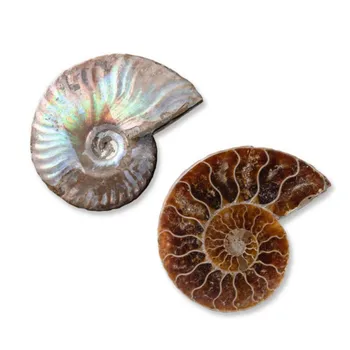 Natural Stones Paired Snail Fossils Decoration Natural Marine Biology Science Teaching Ammonite Fossil Specimen Materials
Natural Stones Paired Snail Fossils Decoration Natural Marine Biology Science Teaching Ammonite Fossil Specimen Materials