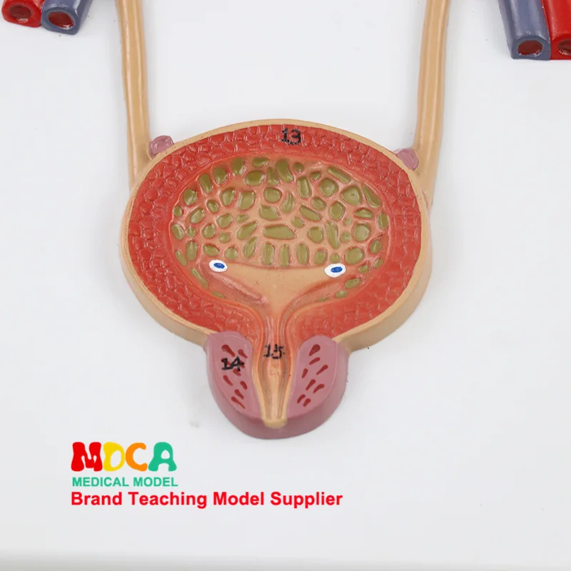 Bladder Catheterization Renal Urinary System Model Human Kidney Model Arteriovenous Model Medicine Teaching Mmnxt004
Bladder Catheterization Renal Urinary System Model Human Kidney Model Arteriovenous Model Medicine Teaching Mmnxt004