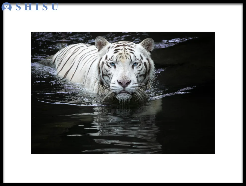 Три намоток tiger с Черный и белый цвета Африка животное масло холст спандекса