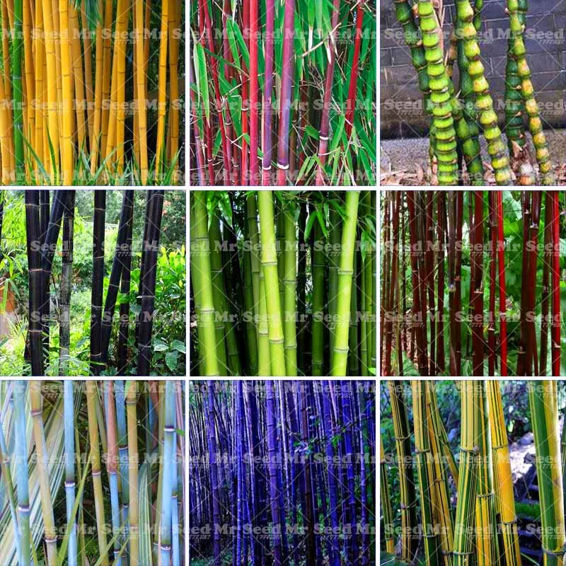 40PC Potted Plant Tree Bonsai Plant Fresh Giant Bamboo Phyllostachys Heterocycla Pubescens Multiple Colour Bamboo For DIY Garden
40PC Potted Plant Tree Bonsai Plant Fresh Giant Bamboo Phyllostachys Heterocycla Pubescens Multiple Colour Bamboo For DIY Garden