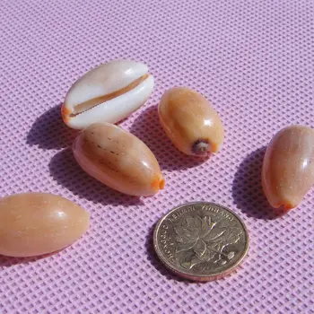 Small conch Cowries about 2cm Natural Conch Shells Mini Conch Screw Wall Decoration DIY Aquarium Seashells Crafts/party Decor
Small conch Cowries about 2cm Natural Conch Shells Mini Conch Screw Wall Decoration DIY Aquarium Seashells Crafts/party Decor
