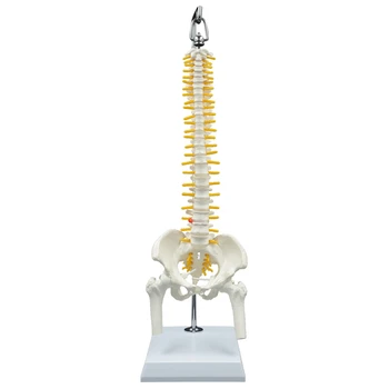 45CM Human Spine with Pelvis Model Human Anatomical Anatomy Spine Medical Model Spinal Column Model+Stand Flexible
45CM Human Spine with Pelvis Model Human Anatomical Anatomy Spine Medical Model Spinal Column Model+Stand Flexible