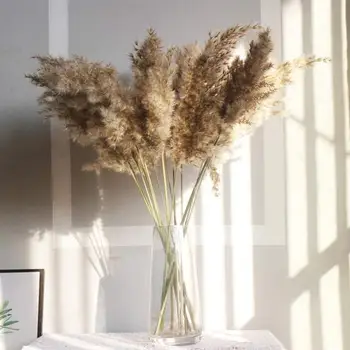 10pcs Gedroogde Pampas Gras Natuurlijke Phragmites & Riet Bloemen & Lisdodde Bloemen Communis Bruiloft Bloem Bos 55cm
10pcs Gedroogde Pampas Gras Natuurlijke Phragmites & Riet Bloemen & Lisdodde Bloemen Communis Bruiloft Bloem Bos 55cm